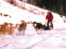 Chiens de traîneau